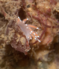 Coryphella
