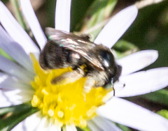 Anthophorula