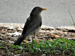 Turdus smithi