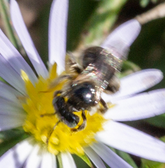 Anthophorula