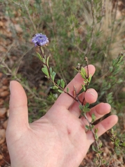 Globularia alypum