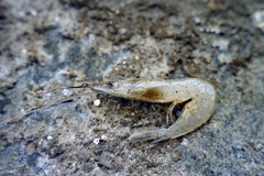 Macropetasma africana