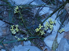 Biscutella laevigata