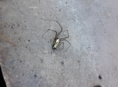 Tetragnathidae