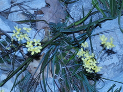 Biscutella laevigata