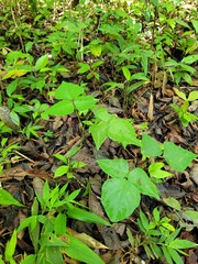 Desmodium wydlerianum
