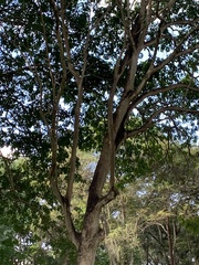 Sterculia apetala