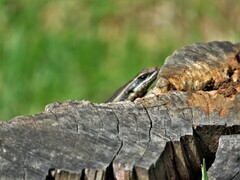 Trachylepis punctatissima