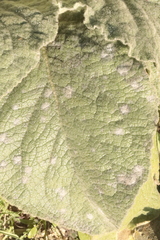 Golovinomyces verbasci