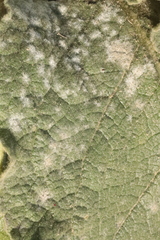 Golovinomyces verbasci