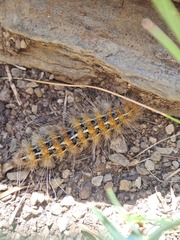 Paracles deserticola