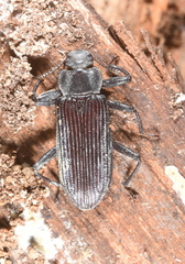 Catapiestus subrufescens