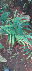 Alpinia vittata