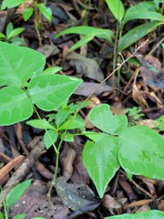 Desmodium wydlerianum