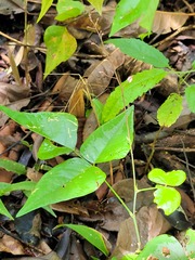 Desmodium wydlerianum