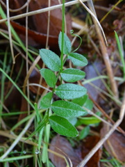 Vicia sepium