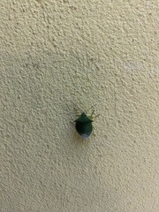 Nezara viridula