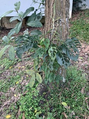 Monstera adansonii