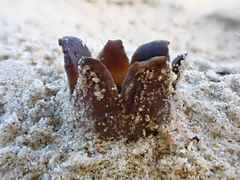 Peziza ammophila