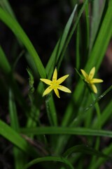 Hypoxis curtissii