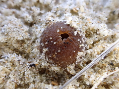 Peziza ammophila