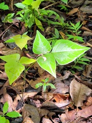 Desmodium wydlerianum
