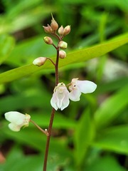 Desmodium axillare