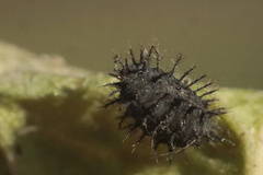 Chilocorus renipustulatus