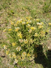 Asclepias mellodora