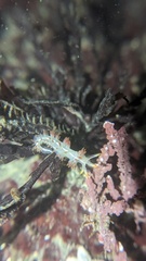 Coryphella trilineata