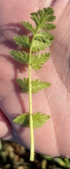 Erodium cicutarium