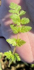 Erodium cicutarium
