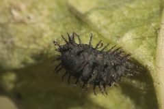 Chilocorus renipustulatus