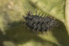 Chilocorus renipustulatus