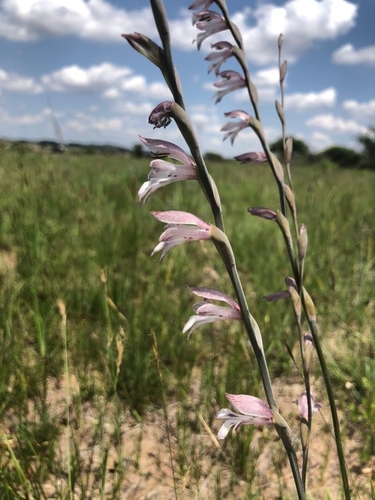 Gladiolus atropurpureus