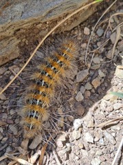 Paracles deserticola
