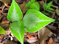 Desmodium wydlerianum