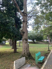 Pseudobombax septenatum