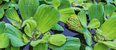 Pistia