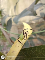 Holhymenia histrio