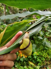 Amphidromus palaceus
