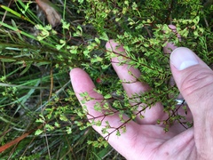 Hypericum brachyphyllum