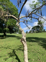Hymenaea courbaril