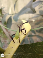 Holhymenia histrio