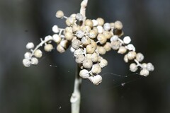 Toxicodendron radicans