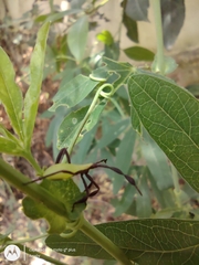 Holhymenia histrio