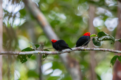 Ceratopipra rubrocapilla