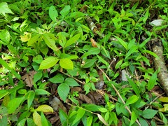 Desmodium axillare