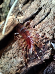 Lithobius variegatus