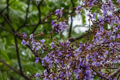 Bowdichia virgilioides